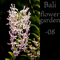 Bali flowergarden 08