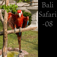Bali safari 08