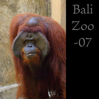 Bali zoo 07